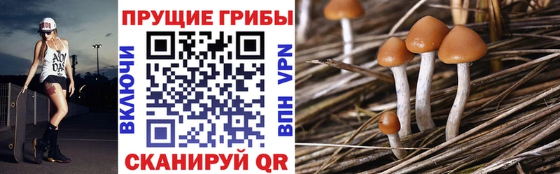 купить наркотик Нефтекумск Псилоцибиновые грибы Psilocybine cubensis